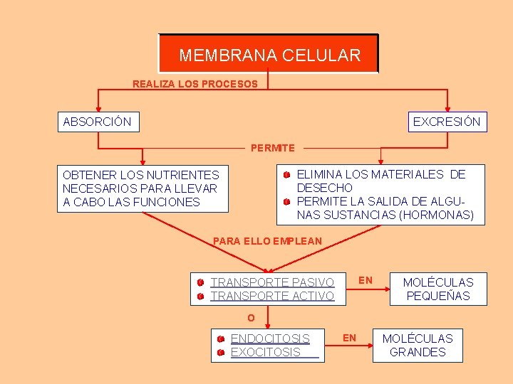 MEMBRANA CELULAR REALIZA LOS PROCESOS F u n c i o n e s