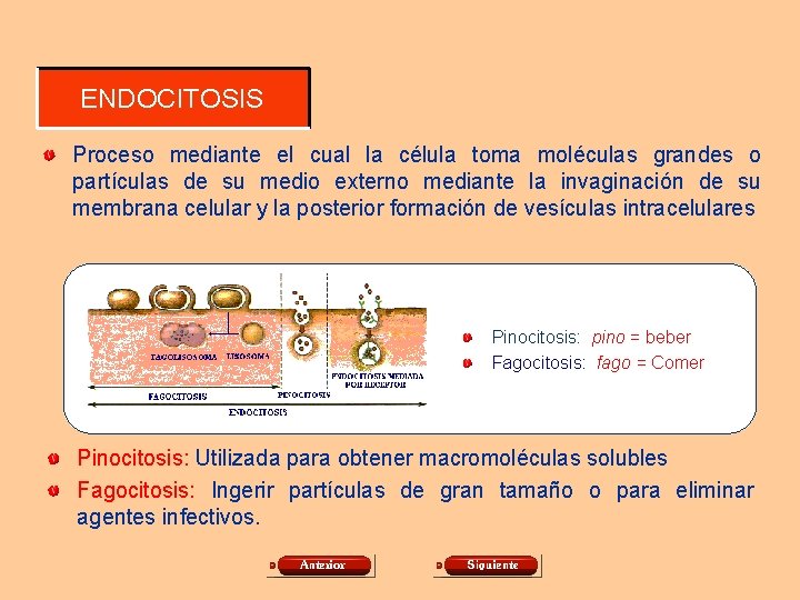 ENDOCITOSIS Proceso mediante el cual la célula toma moléculas grandes o partículas de su ENDOCITOSIS Proceso mediante el cual la célula toma moléculas grandes o partículas de su