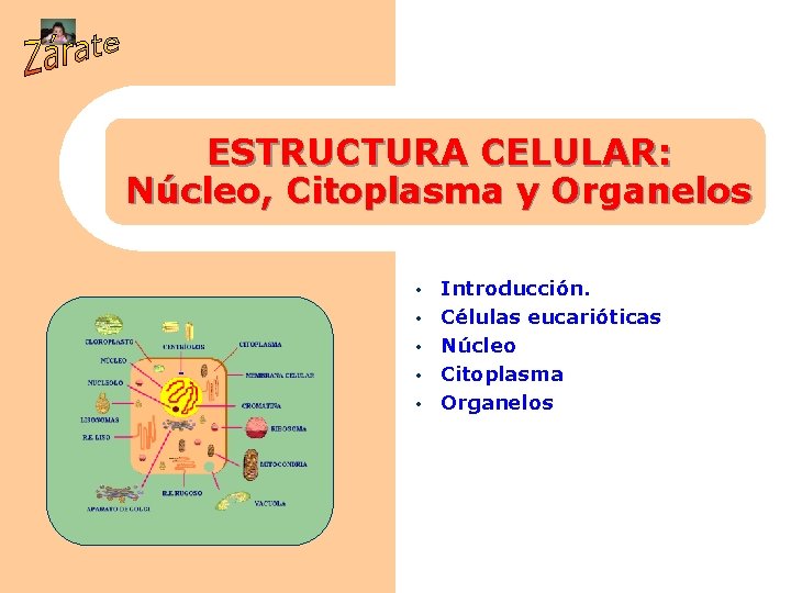 ESTRUCTURA CELULAR: Núcleo, Citoplasma y Organelos • • • Introducción. Células eucarióticas Núcleo Citoplasma