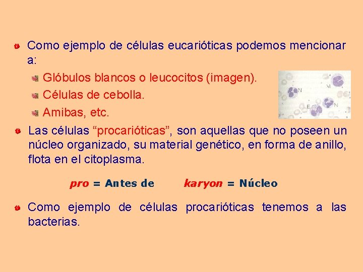 Como ejemplo de células eucarióticas podemos mencionar a: Glóbulos blancos o leucocitos (imagen). Células