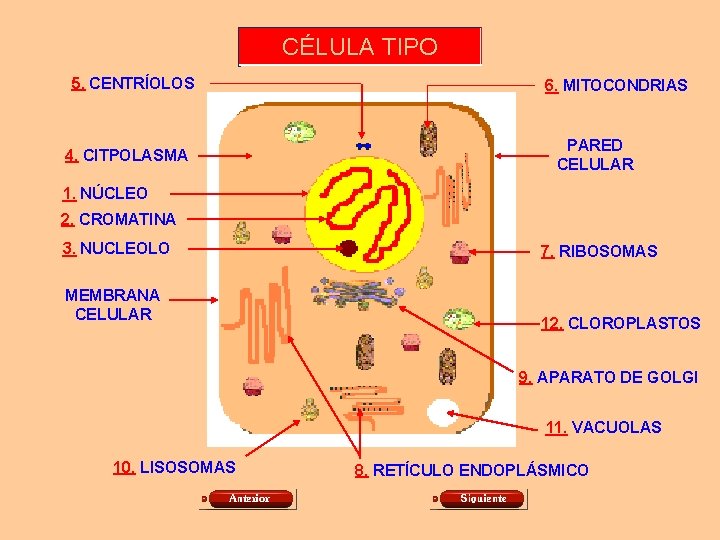 CÉLULA TIPO 5. CENTRÍOLOS 4. CITPOLASMA 6. MITOCONDRIAS PARED CELULAR 1. NÚCLEO 2. CROMATINA