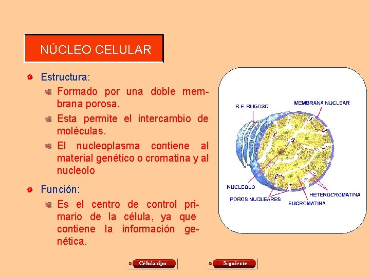 NÚCLEO CELULAR Estructura: Formado por una doble membrana porosa. Esta permite el intercambio de