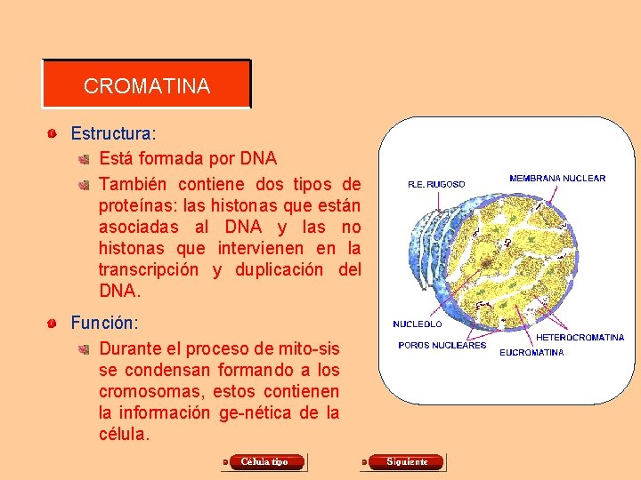 CROMATINA Estructura: Está formada por DNA También contiene dos tipos de proteínas: las histonas