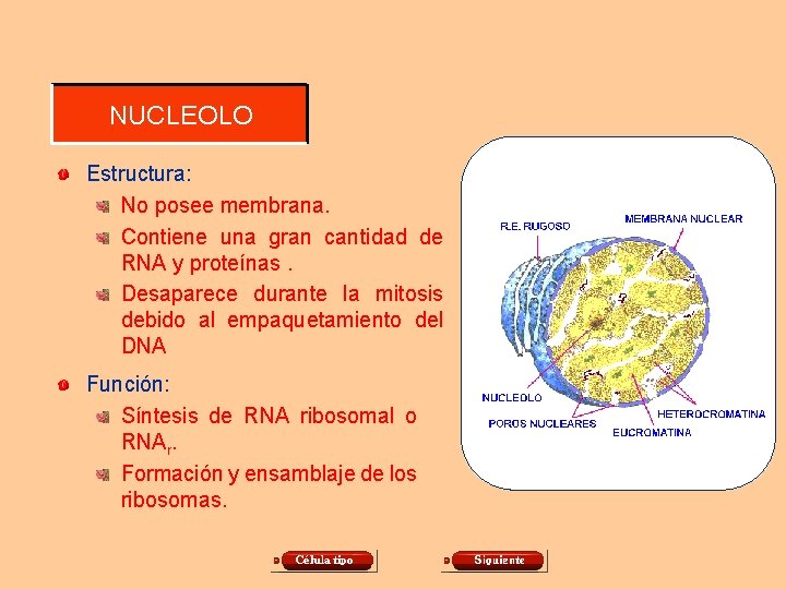 NUCLEOLO Estructura: No posee membrana. Contiene una gran cantidad de RNA y proteínas. Desaparece NUCLEOLO Estructura: No posee membrana. Contiene una gran cantidad de RNA y proteínas. Desaparece