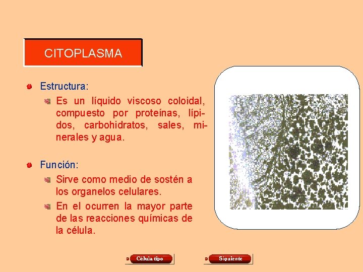 CITOPLASMA Estructura: Es un líquido viscoso coloidal, compuesto por proteínas, lípidos, carbohidratos, sales, minerales