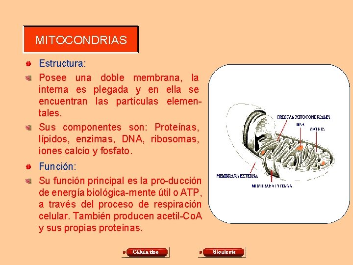 MITOCONDRIAS Estructura: Posee una doble membrana, la interna es plegada y en ella se