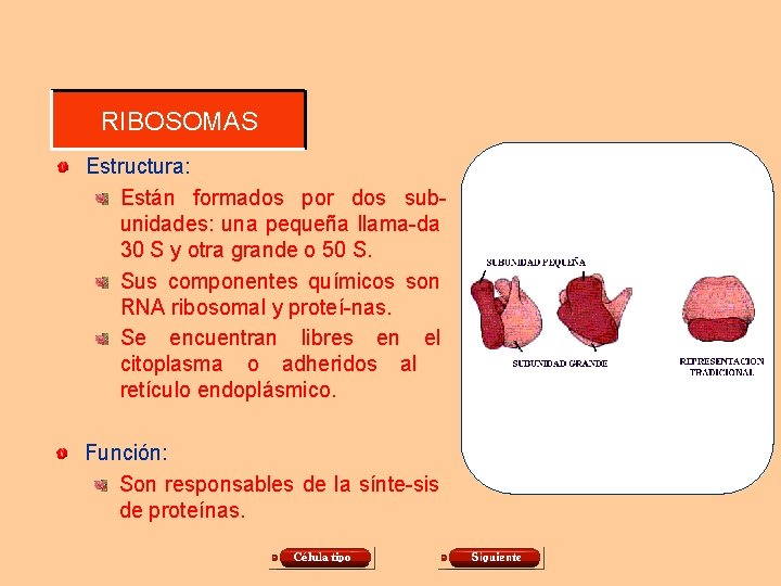 RIBOSOMAS Estructura: Están formados por dos subunidades: una pequeña llama-da 30 S y otra