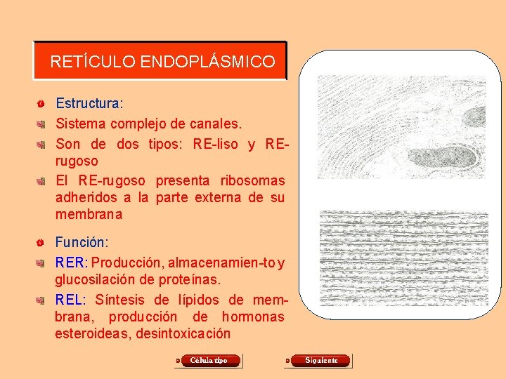 RETÍCULO ENDOPLÁSMICO Estructura: Sistema complejo de canales. Son de dos tipos: RE-liso y RErugoso