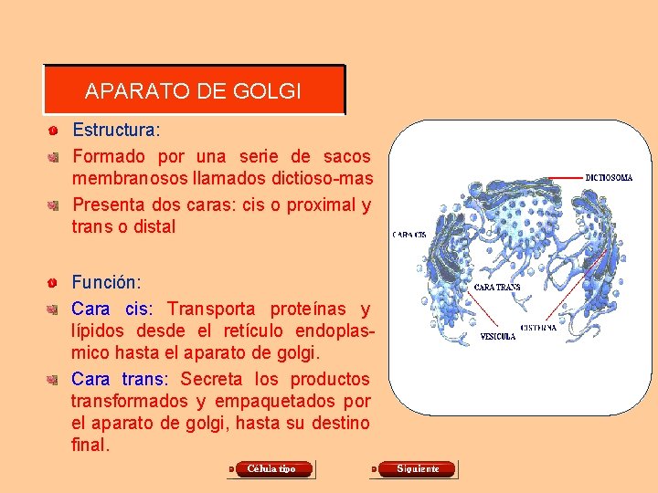 APARATO DE GOLGI Estructura: Formado por una serie de sacos membranosos llamados dictioso-mas Presenta