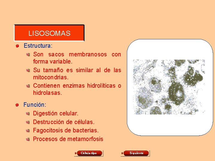 LISOSOMAS Estructura: Son sacos membranosos con forma variable. Su tamaño es similar al de