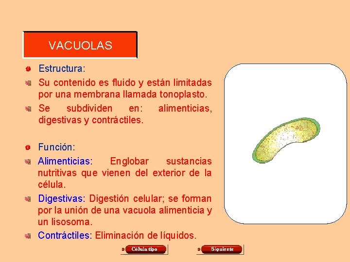 VACUOLAS Estructura: Su contenido es fluido y están limitadas por una membrana llamada tonoplasto.