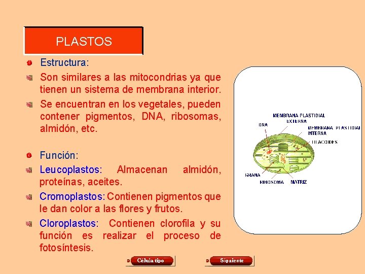 PLASTOS Estructura: Son similares a las mitocondrias ya que tienen un sistema de membrana PLASTOS Estructura: Son similares a las mitocondrias ya que tienen un sistema de membrana