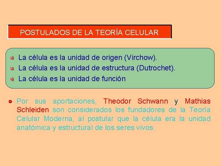 POSTULADOS DE LA TEORÍA CELULAR La célula es la unidad de origen (Virchow). La