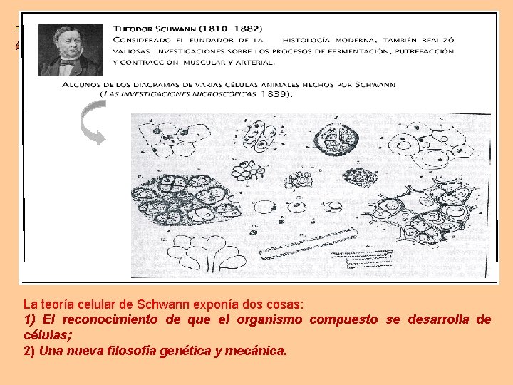 La teoría celular de Schwann exponía dos cosas: 1) El reconocimiento de que el