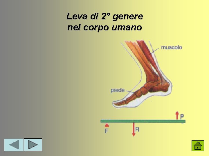 Leva di 2° genere nel corpo umano 