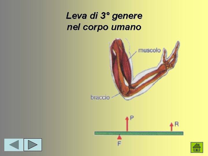 Leva di 3° genere nel corpo umano 