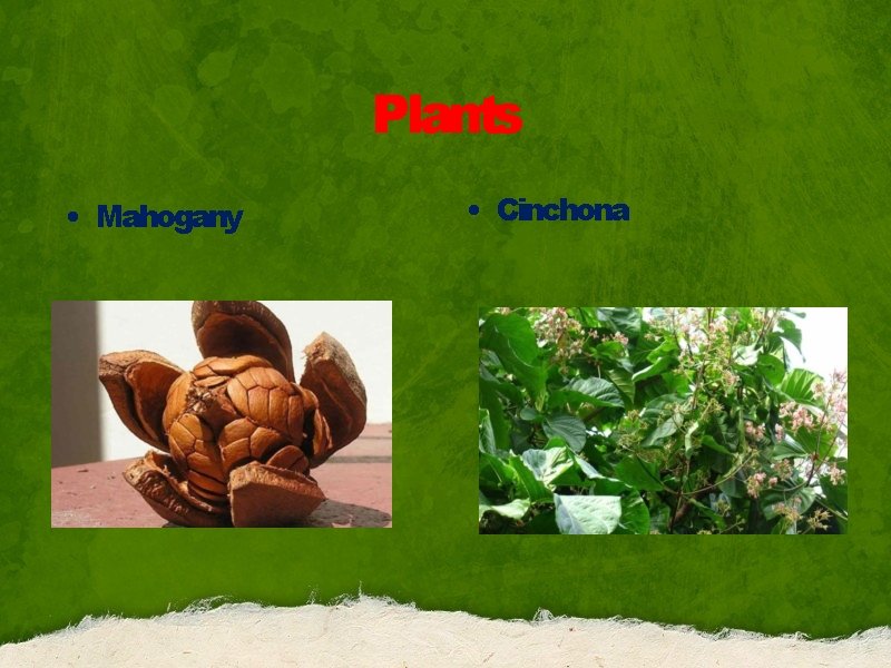 Plants • Mahogany • Cinchona 