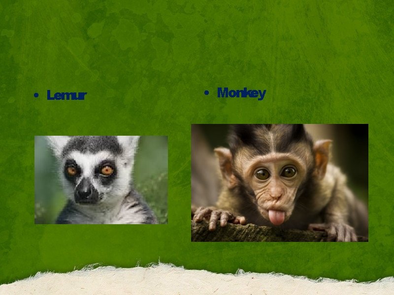  • Lemur • Monkey 