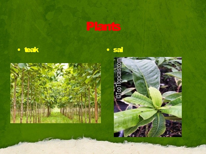 Plants • teak • sal 