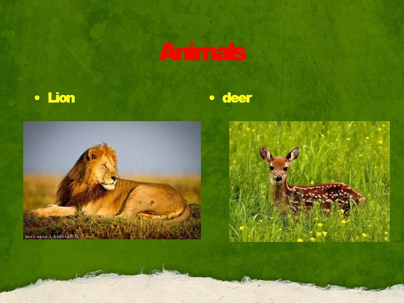 Animals • Lion • deer 