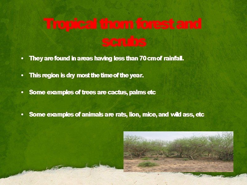 Tropical thorn forest and scrubs • They are found in areas having less than