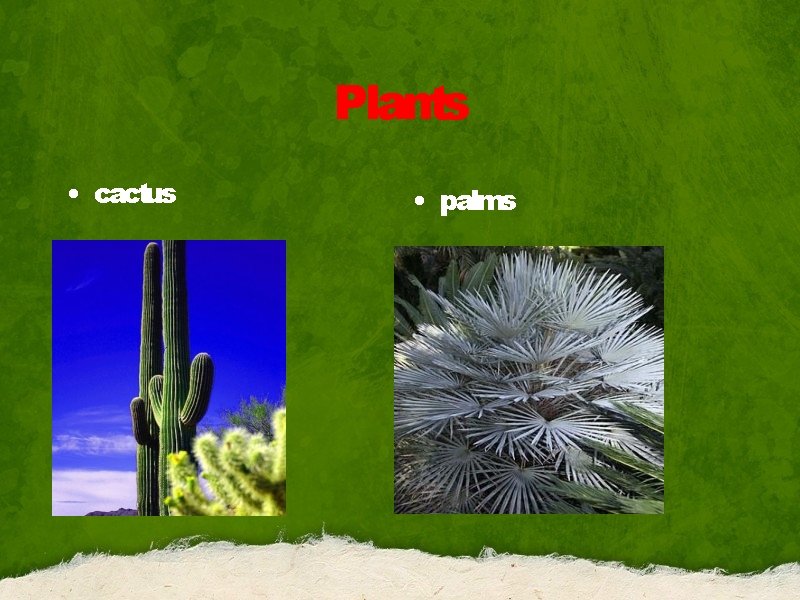 Plants • cactus • palms 