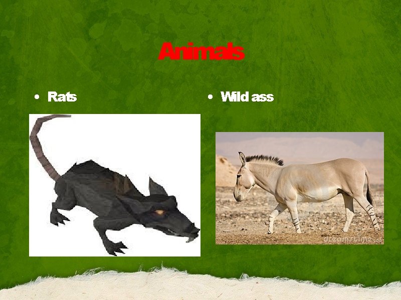 Animals • Rats • Wild ass 