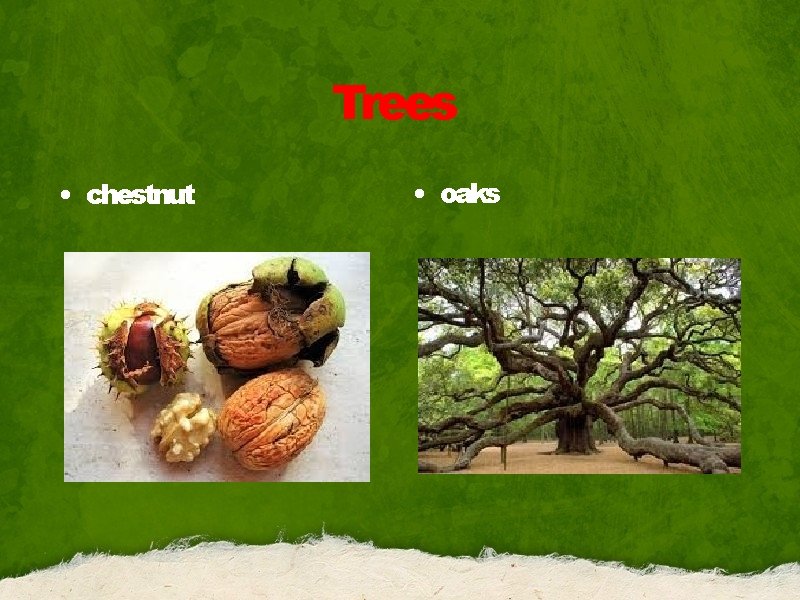 Trees • chestnut • oaks 