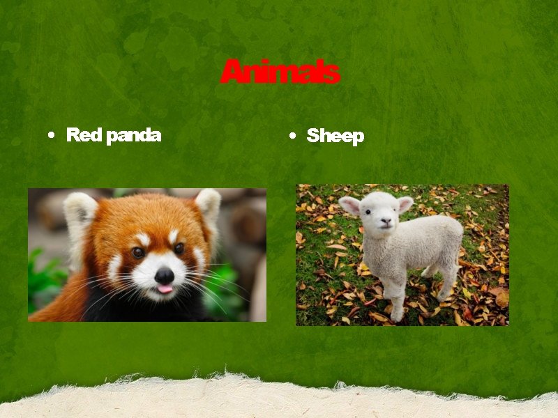 Animals • Red panda • Sheep 