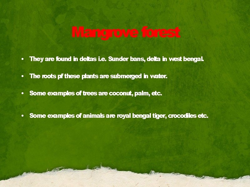 Mangrove forest • They are found in deltas i. e. Sunder bans, delta in