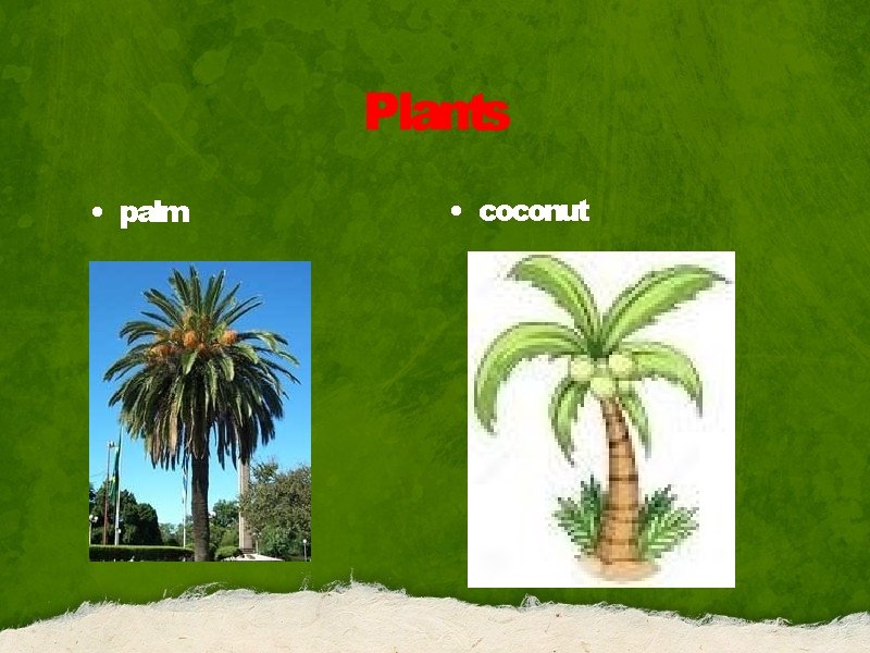 Plants • palm • coconut 