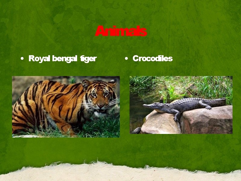 Animals • Royal bengal tiger • Crocodiles 