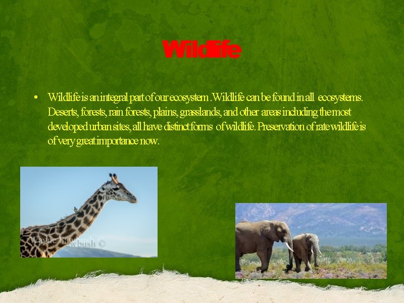 Wildlife • Wildlife is an integral part of our ecosystem. Wildlife can be found