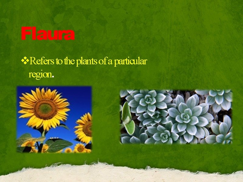 Flaura v. Refers to the plants of a particular region. 