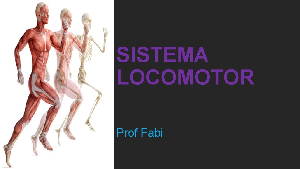 SISTEMA LOCOMOTOR Prof Fabi 