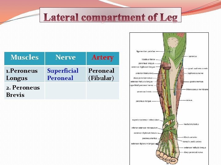 Muscles 1. Peroneus Longus 2. Peroneus Brevis Nerve Superficial Peroneal Artery Peroneal (Fibular) 