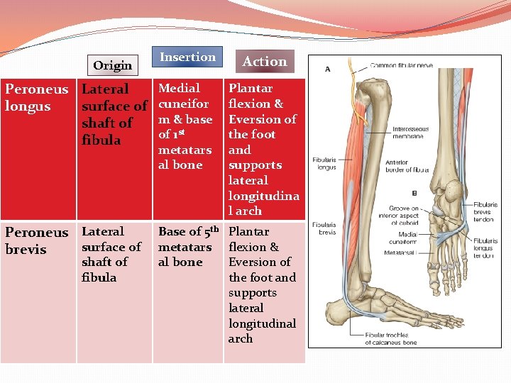 Insertion Action Peroneus Lateral longus surface of shaft of fibula Medial cuneifor m &