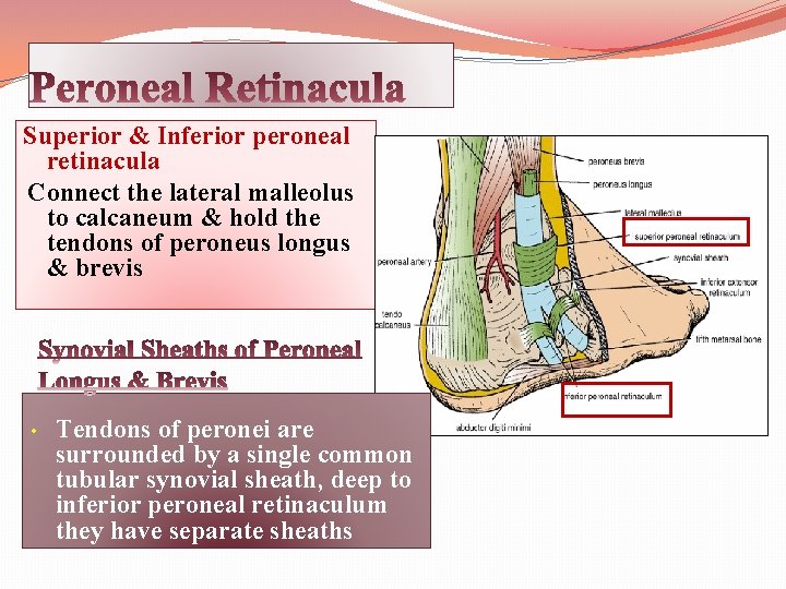 Superior & Inferior peroneal retinacula Connect the lateral malleolus to calcaneum & hold the