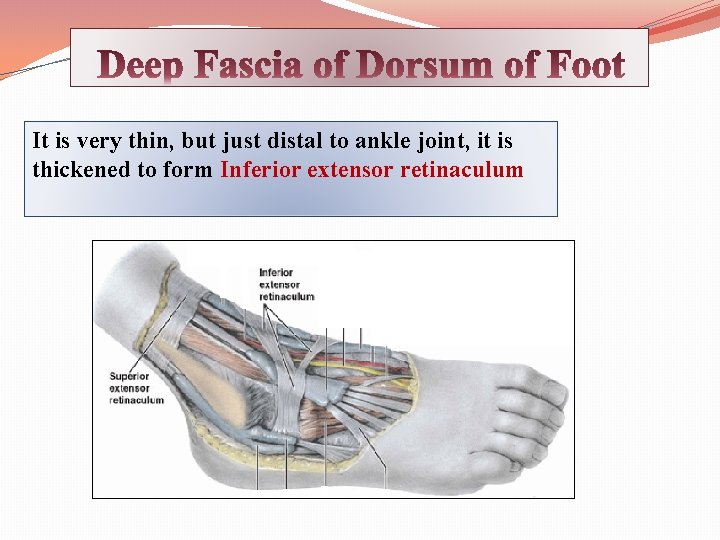 It is very thin, but just distal to ankle joint, it is thickened to