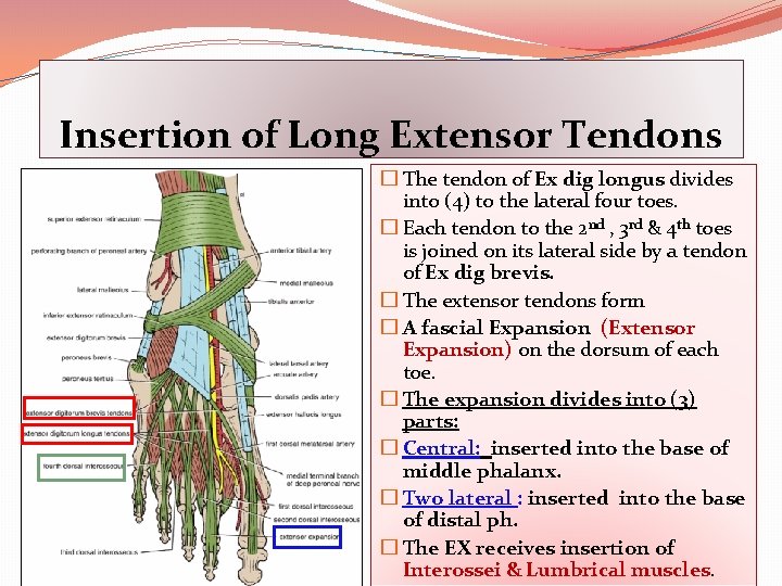 Insertion of Long Extensor Tendons � The tendon of Ex dig longus divides into