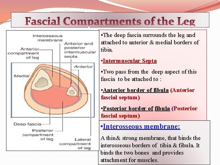  • The deep fascia surrounds the leg and attached to anterior & medial