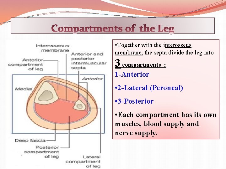  • Together with the interosseus membrane, the septa divide the leg into 3