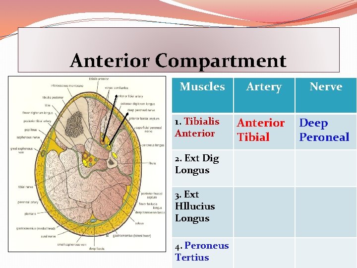 Anterior Compartment Muscles 1. Tibialis Anterior 2. Ext Dig Longus 3. Ext Hllucius Longus