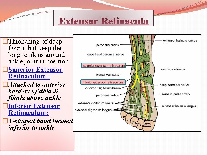 �Thickening of deep fascia that keep the long tendons around ankle joint in position