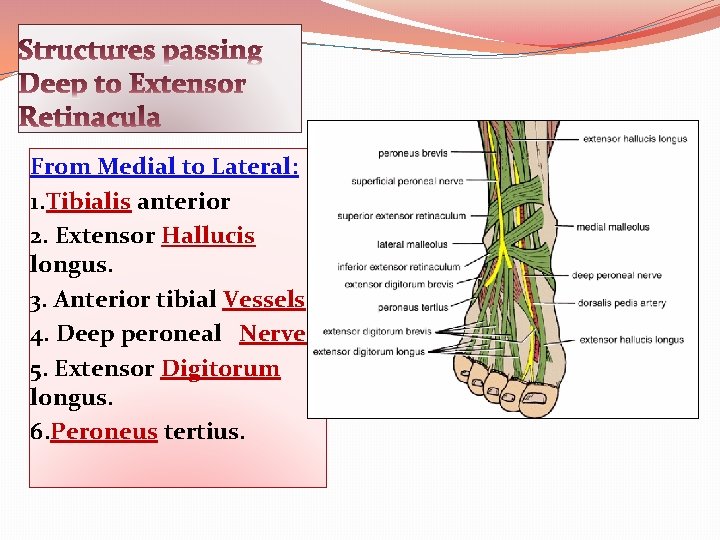 From Medial to Lateral: 1. Tibialis anterior 2. Extensor Hallucis longus. 3. Anterior tibial