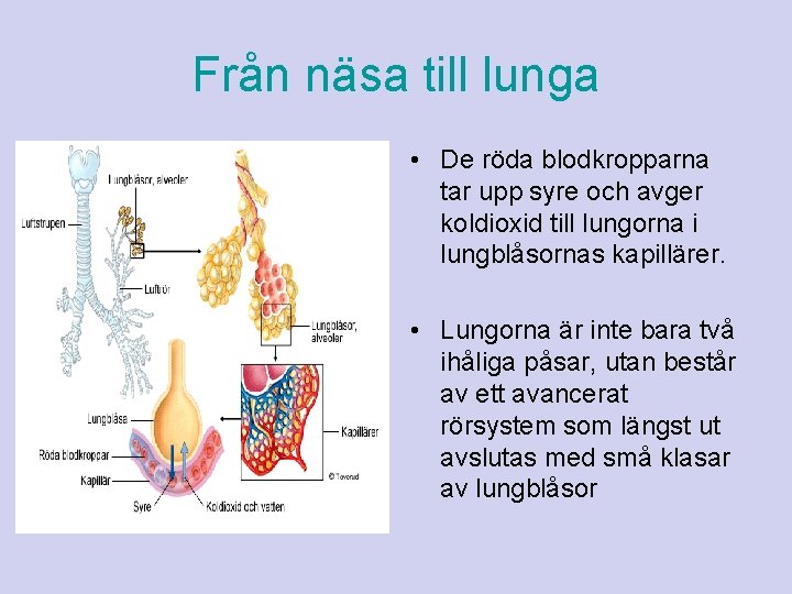 Från näsa till lunga • De röda blodkropparna tar upp syre och avger koldioxid