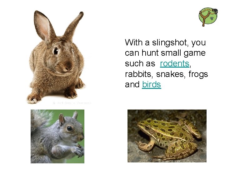 With a slingshot, you can hunt small game such as rodents, rabbits, snakes, frogs