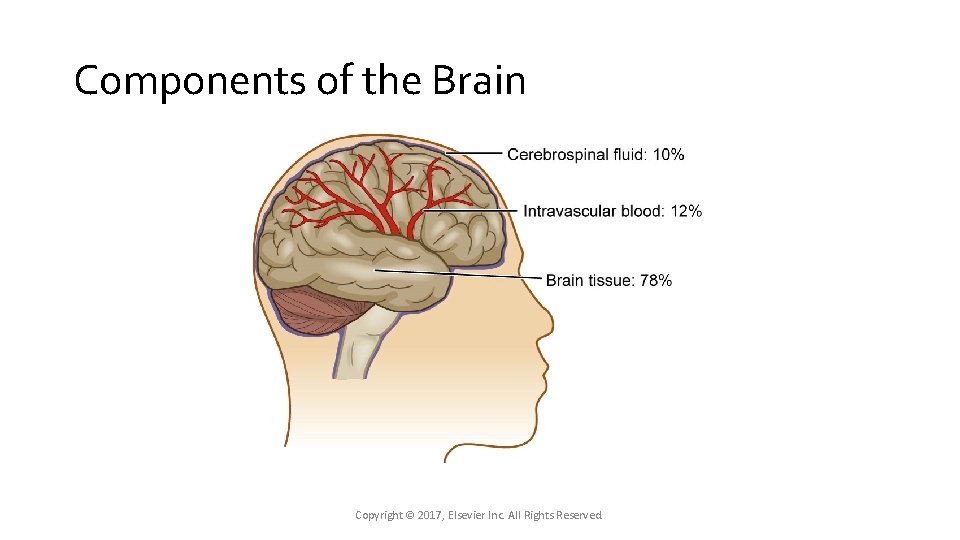 Components of the Brain Copyright © 2017, Elsevier Inc. All Rights Reserved. Components of the Brain Copyright © 2017, Elsevier Inc. All Rights Reserved.