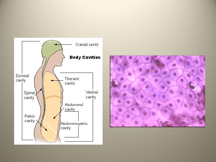 does heart failure show up in blood work