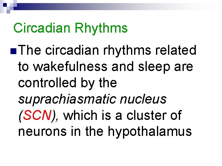 Circadian Rhythms n The circadian rhythms related to wakefulness and sleep are controlled by